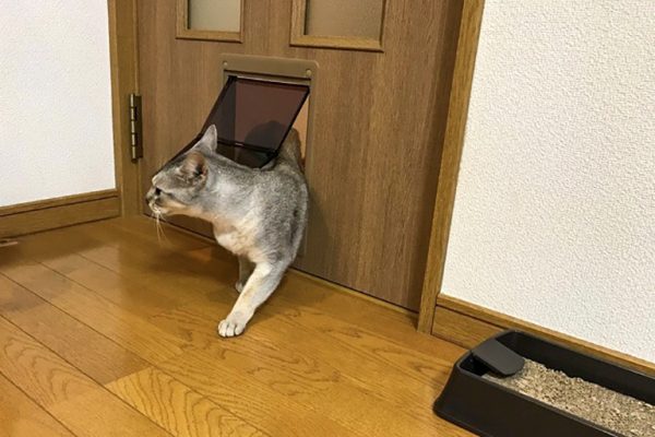 pet_door