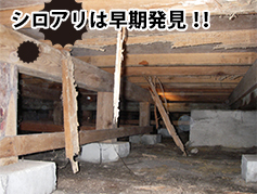 シロアリは早期発見!