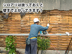 シロアリは放っておくと壁まで上がってきます!